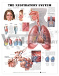 The Respiratory System Anatomical Chart